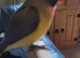 Tame lovebird