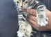 Stunning litter of Ragdoll x Bengal kittens ready now