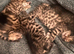 Bengal Mixed breed kittens with exceptional markings