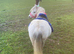 Perfect Children's Pony For Sale