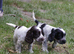 Show Type Cocker Spaniel Puppies