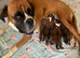 Boxer puppies KC registered - family home!