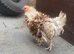 Frizzle bantam chicken
