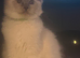 Ragdoll Tica registered kittens