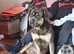 Mastif/ bulldog