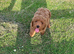 Cavapoo puppy
