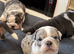 Olde English bulldog puppies
