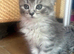 Maine Coon kittens. Mother is TICA registered.