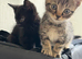 4 male kittens ready to leave now