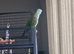 Alexandrian Parrot