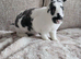Stunning Mini rex male Genetically rare colour