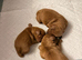 Gorgeous red cavapoo babies