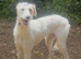 Female Lurcher