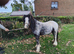 5 year old gelding cob