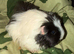 3 female sheltie guinea pigs