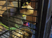 Proven breeding pair if mayers parrots
