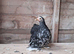Pekin bantams