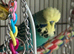 Semi tame English exhibition male budgie