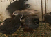 Chinese painted quails