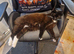 Home needed for 3 cats