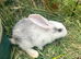 X9 Baby Lops