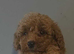Beautiful red toy poodle puppies