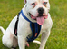 Johnson male bulldog for stud
