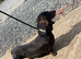 Dachshund girl