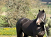 Stunning part bred cob 3yo filly