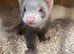 8 week old ferrets for sale