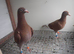 Mueleman Racing Pigeons