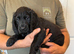 Working Cocker Spaniel Puppies for sale