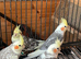 Cockatiels