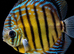 Discus - Breeding pair £100
