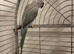 Beautiful sky blue ringneck