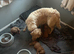 Beautiful golden brown doodles
