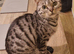 3 year old Bengal female