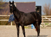 Kind yet Incredibly talented filly.