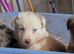 Collie puppies