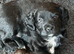 REDUCED ! GET HER THIS WEEKEND! Exceptional litter of F1b Cocker Tzu