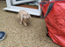 Two bonded french lops bunnies