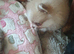 Pomeranian puppies ready 26th Aug