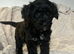 F1b Jackapoo Girl