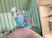Hand tame baby Budgies last 3 available