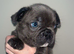 2 Beautiful Male French Bulldog Puppies Remaining