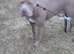 8 month old mixed breed