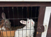 Baby bunnies