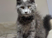 Available now! Last Two TICA Registered Maine Coon