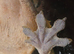 Beautiful handled crested gecko.