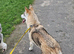 Inuit X Timber Wolfdog